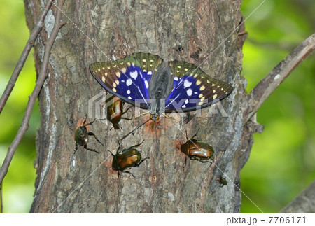 国蝶オオムラサキ 7706171