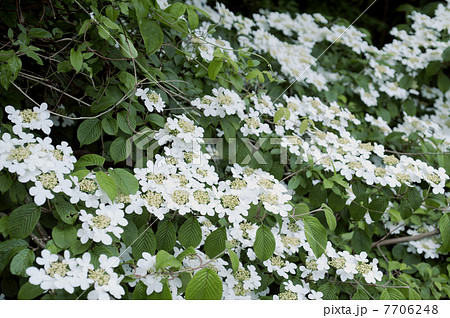 ヤブテマリ 7706248