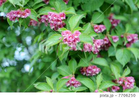 ベニウツギ ベニウツギ 7706250