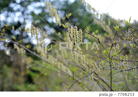 キブシ キブシ 7706253