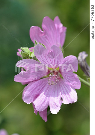 ハナアオイ（花葵） 7706262