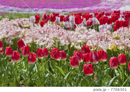 芝桜とチューリップ 7706301