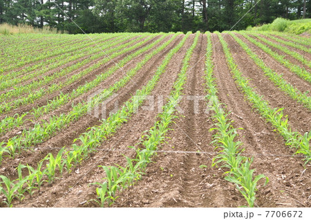 トウモロコシ畑 7706672