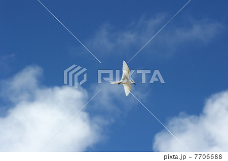 エリグロアジサシ飛翔 7706688