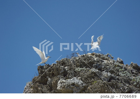 エリグロアジサシ3羽 7706689