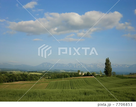 ケンとメリーの木 7706853