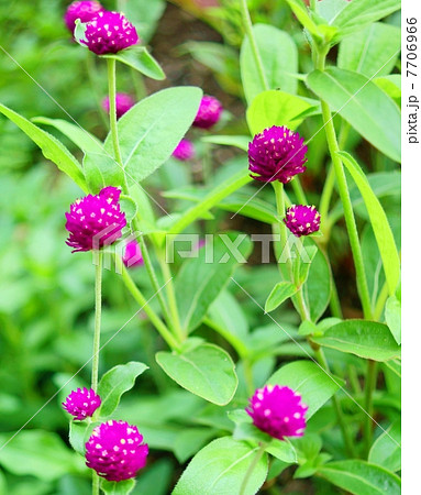 千日紅(センニチコウ) 花言葉:変わらぬ愛 Globe Amaranthes 千日紅(センニチコウ) 花言葉:変わらぬ愛 Globe Amaranthes 7706966