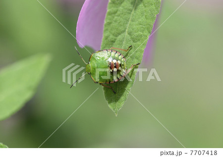 ミナミアオカメムシ(幼虫) ミナミアオカメムシ(幼虫) 7707418