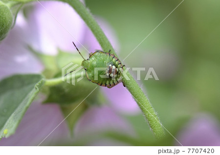 ミナミアオカメムシ(幼虫) ミナミアオカメムシ(幼虫) 7707420