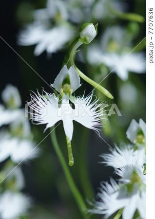 夏です。　鷺草の季節です。 7707636