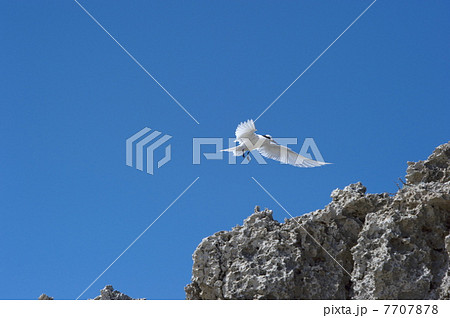 エリグロアジサシのランディング1 7707878