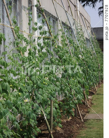 公共施設にも緑のカーテン 7707928