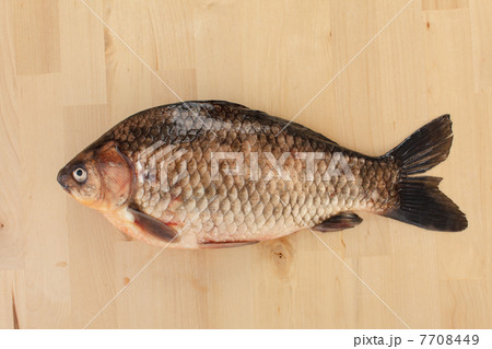 Crucian carp 7708449