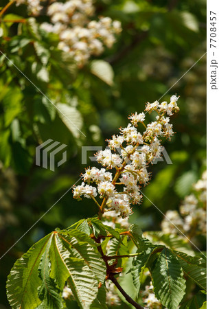 Flowering branches of chestnu 7708457