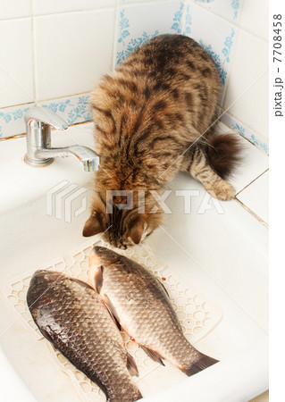 cat and fish cat and fish 7708458