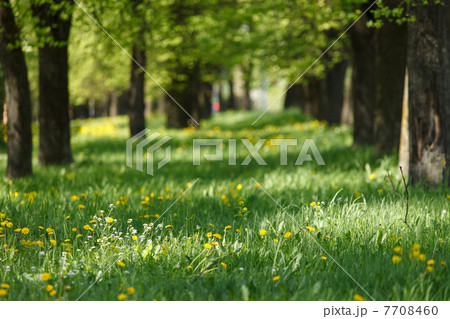 beautiful park 7708460