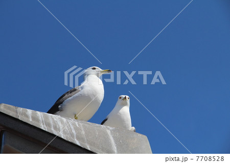 2羽のうみねこ 7708528