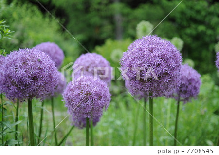 アリウム・ギガンテウム 7708545