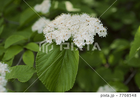 ガマズミ 7708548