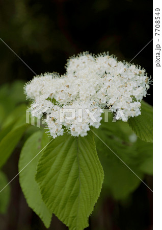 ガマズミ 7708549