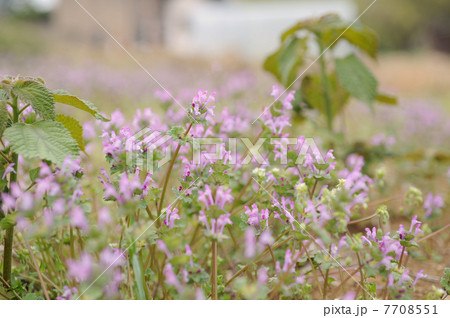 ホトケノザ ホトケノザ 7708551