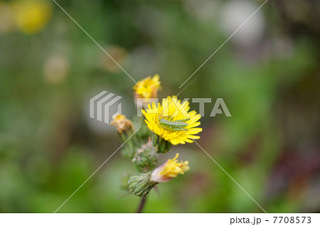 イナゴの幼虫 イナゴの幼虫 7708573