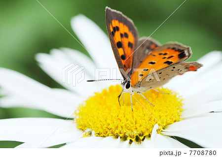 ベニシジミ 7708780