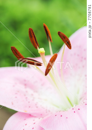 ユリ ユリ 7708781