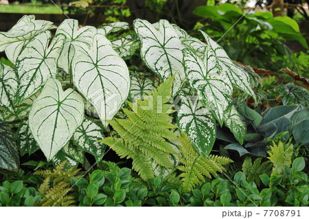 7月葉　カラジューム・サトイモ科05 7708791