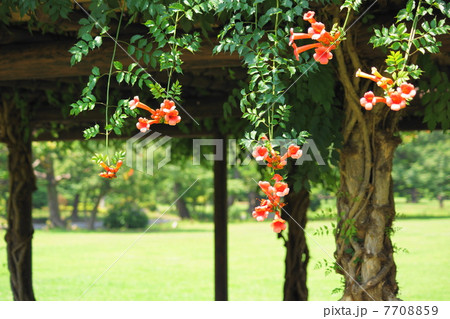 7月花　アメリカノウゼンカズラ・ノウゼンカズラ科11 7708859