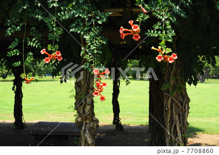 7月花　アメリカノウゼンカズラ・ノウゼンカズラ科10 7708860