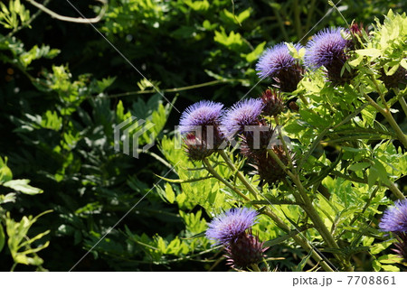 7月花　アーティチョーク・キク科76 7708861