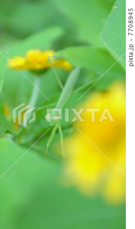 チョウセンカマキリ チョウセンカマキリ 7708945