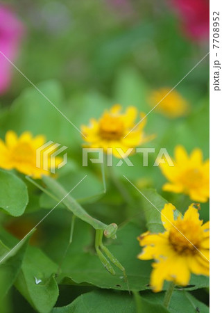 チョウセンカマキリ チョウセンカマキリ 7708952