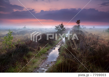 wet narrow path in fog 7709003