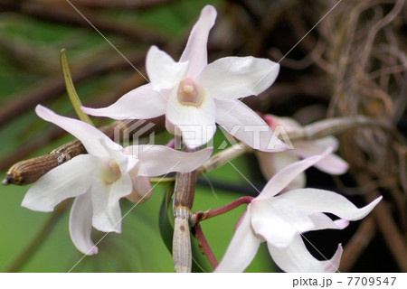 セッコク：石斛（デンドロビウム・モニリフォルメ）のハンギングバスケット 7709547