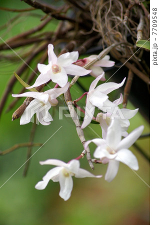 セッコク：石斛（デンドロビウム・モニリフォルメ）のハンギングバスケット 7709548