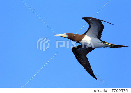 カツオドリの飛翔 7709576