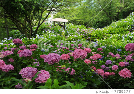 アジサイ・下田公園 7709577