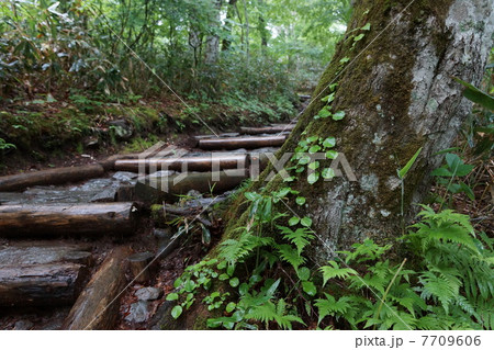 鳩待峠からの木道 雨上がり 鳩待峠からの木道 雨上がり 7709606