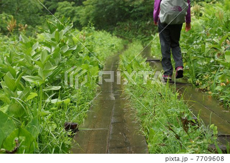 尾瀬ヶ原 雨上がりの木道 尾瀬ヶ原 雨上がりの木道 7709608