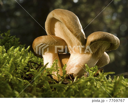 lactarius 7709767