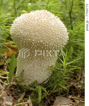 mushroom 7709775