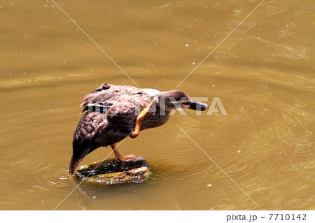 羽繕いするコガモ 7710142