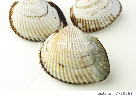 サルボウガイ3個 サルボウガイ3個 7710261