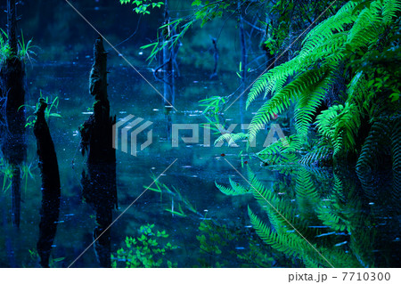 海上の森 大正池 海上の森 大正池 7710300