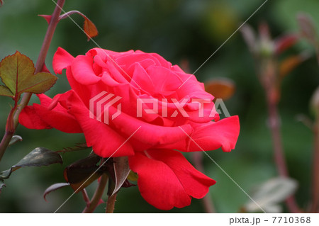 タイムレス'９８ 7710368