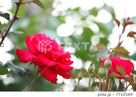 タイムレス'９８ 7710369