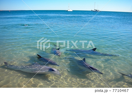 オーストラリア世界遺産･シャーク湾のイルカと水平線 7710467