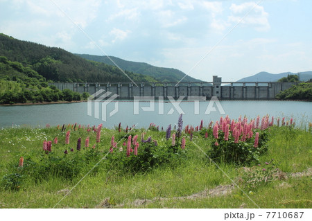 初夏の早池峰ダム 7710687